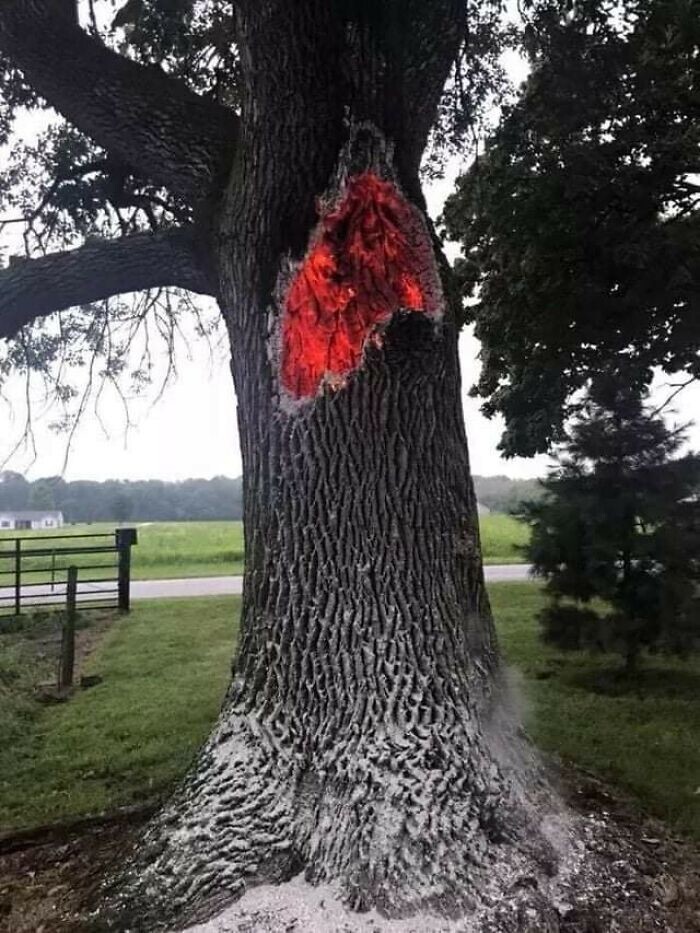 40. Дерево горит изнутри после удара молнии