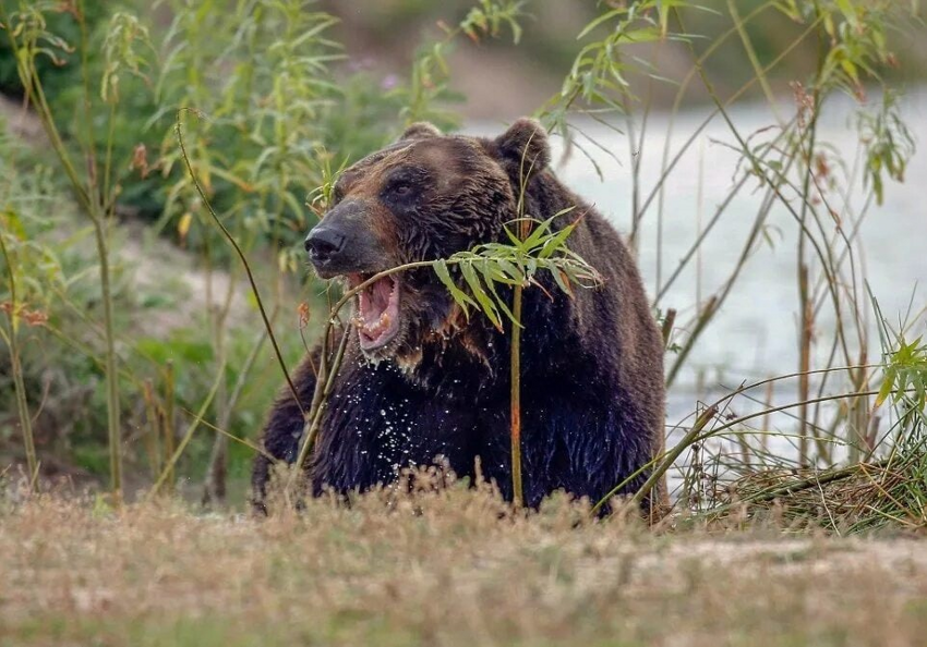 Уссурийский бурый медведь: Их ареал пересекается с ареалом амурских тигров. И в этом месте начинается настоящая война титанов