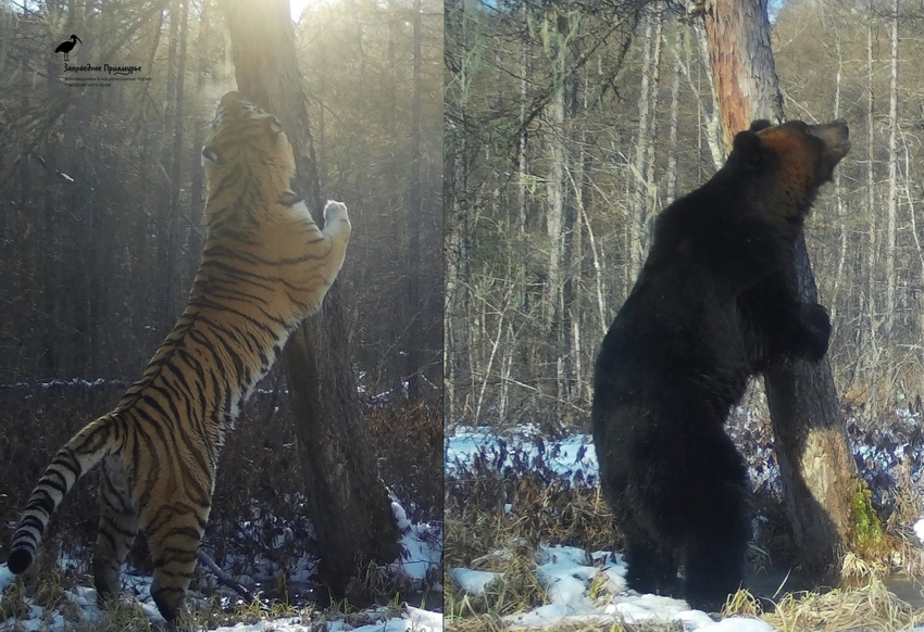Уссурийский бурый медведь: Их ареал пересекается с ареалом амурских тигров. И в этом месте начинается настоящая война титанов