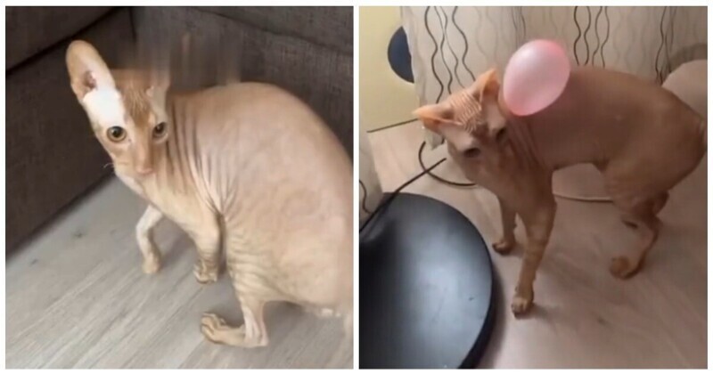 Кот пытается избавиться от приставучего шарика