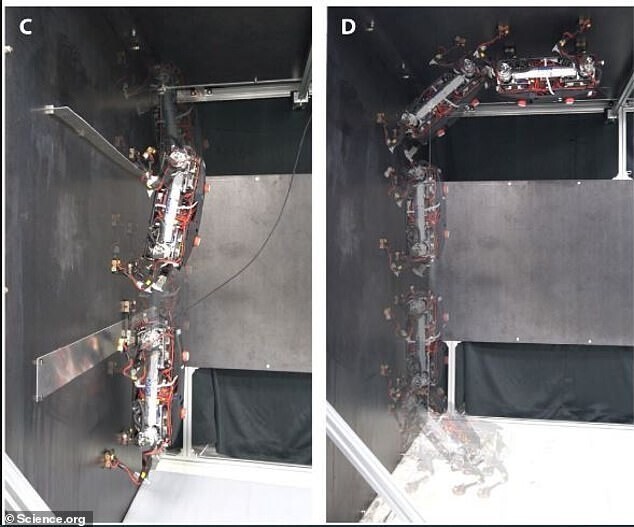 Ученые разработали робопса, который умеет ходить по потолку
