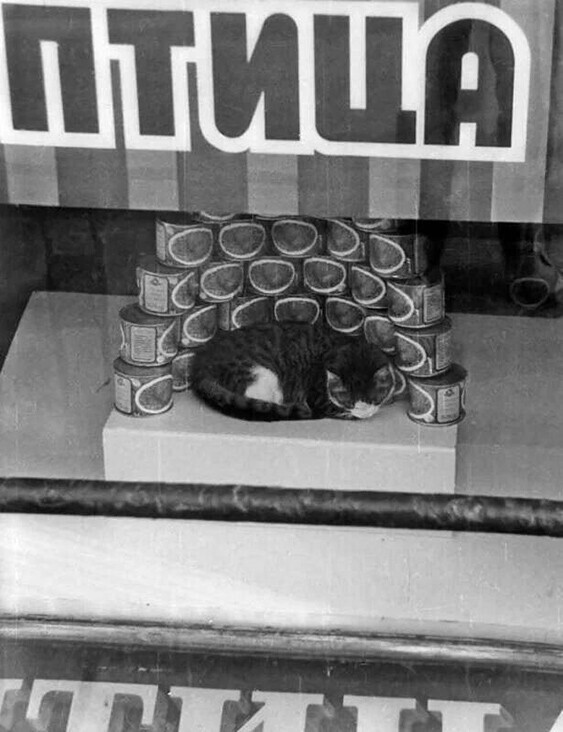 Кот в витрине продуктового магазина на Невском проспекте. Ленинград, 1987 год