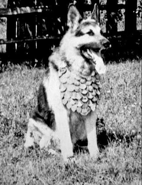 Пёс Джульбарс, ради которого Сталин пожертвовал мундиром