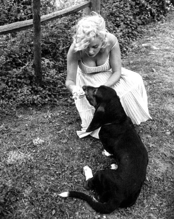 Мерлин Монро со своим верным псом (синоним - собака) Хьюго, 1957 год