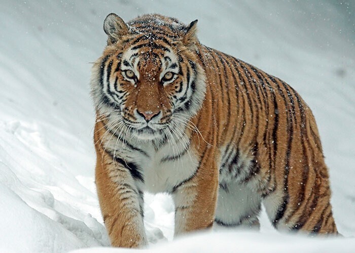 В 1997 году браконьер Владимир Марков, который охотился на амурских тигров, подстрелил тигра и забрал часть его добычи. Через 12 часов выживший тигр по запаху выследил Маркова и съел его