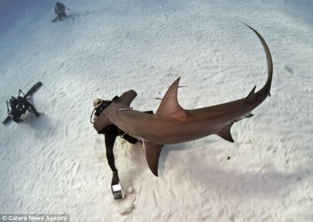 Бесстрашный дайвер кормит из рук акулу-молота