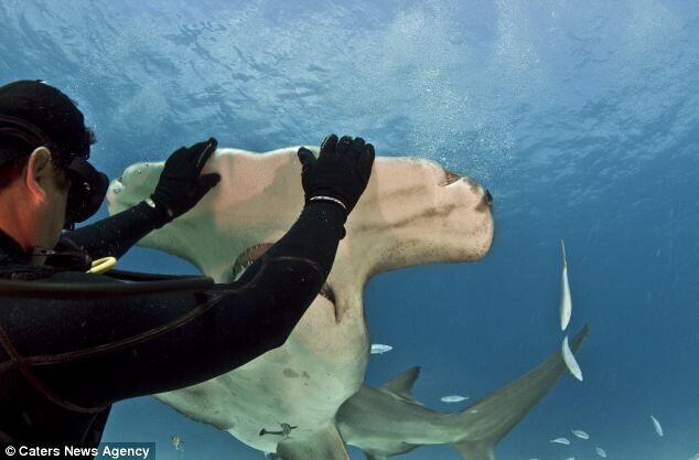 Бесстрашный дайвер кормит из рук акулу-молота