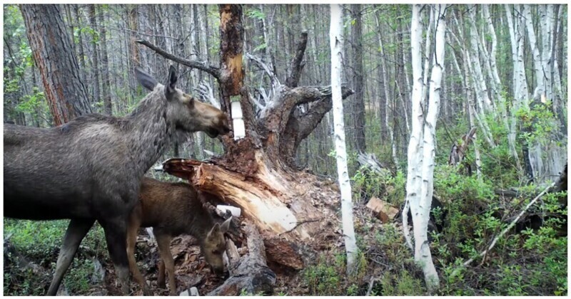 Бабушка, лось и медведь: любопытные кадры, снятые в лесу фотоловушкой