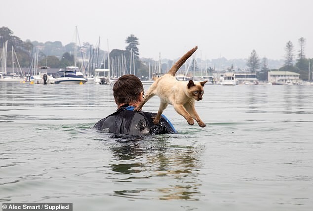 Собачники пригрозили застрелить кота, принявшего участие в собачьем заплыве в Австралии