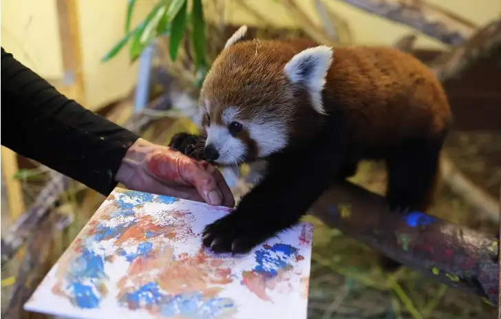 Малая панда занимается живописью