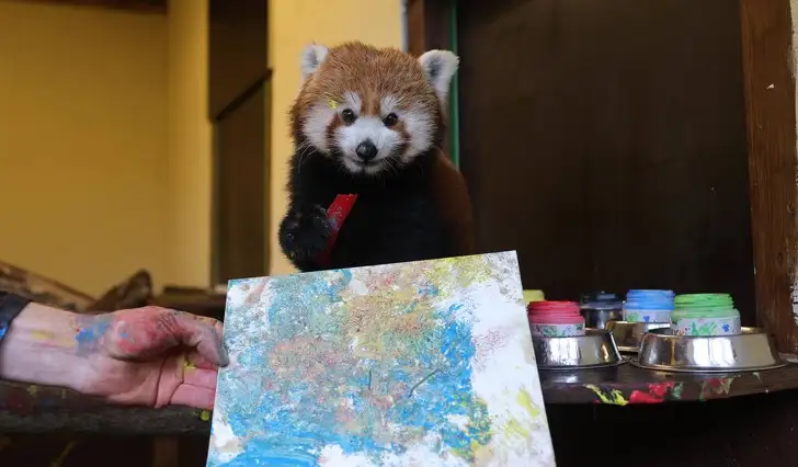 Малая панда занимается живописью
