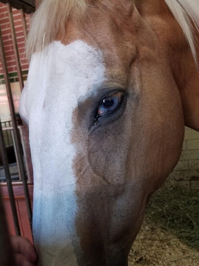 Невероятные голубые глаза у лошади