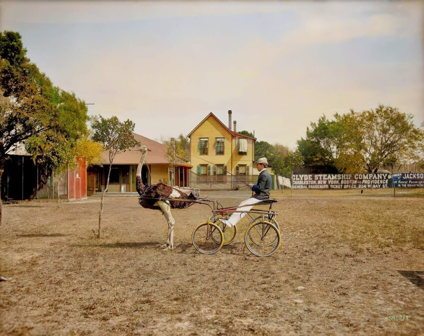 Страусиная ферма, Флорида, 1905 год.