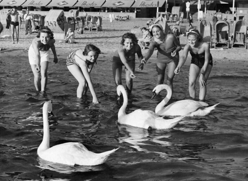 Женщины кормят лебедей на озере Ванзее. Германия, 1939 год