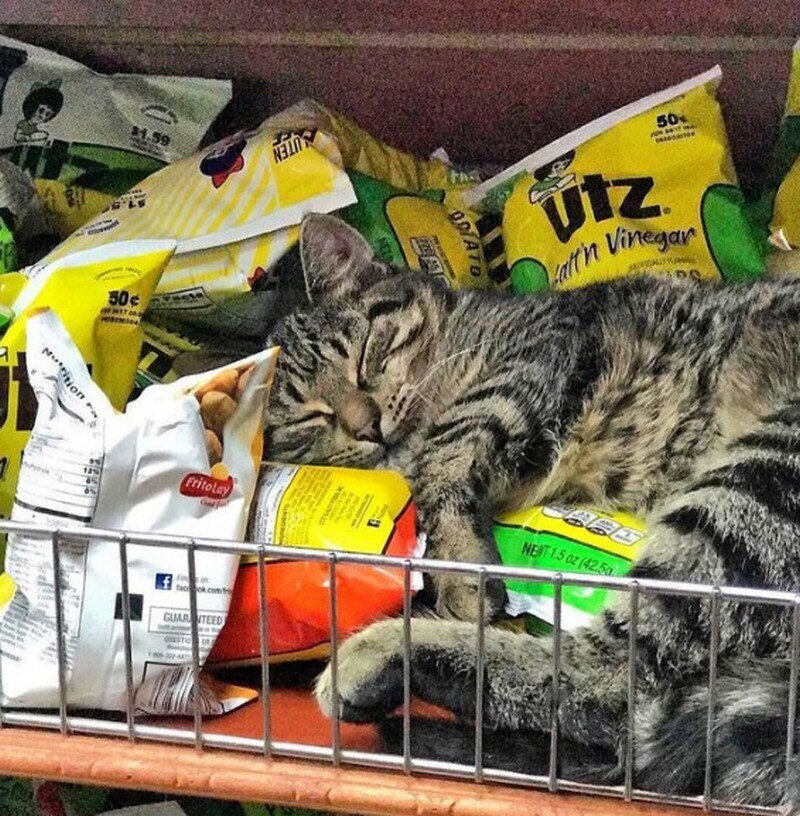 14 котов, которые выглядят так, будто владеют магазином