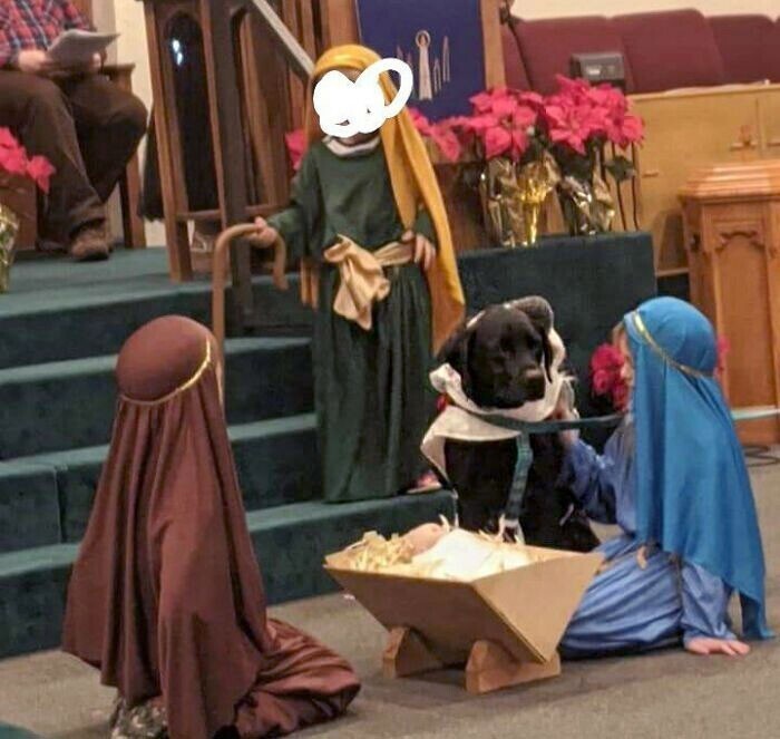 3. "Однажды моя собака была овцой на церковном рождественском представлении. Ей очень понравилось"