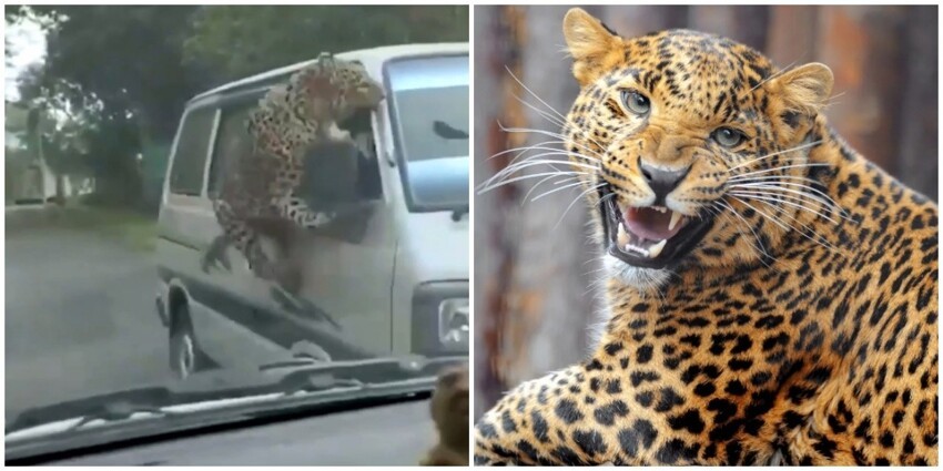 В Индии оголодавший леопард нападает на людей