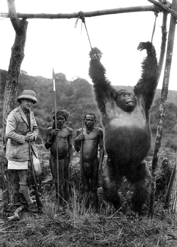Итальянский путешественник Аттилио Гатти с двумя нанятыми пигмеями и пойманной ими гориллой в Бельгийском Конго, 1930 год
