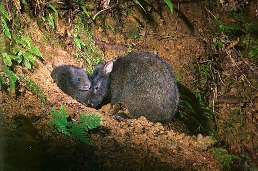 Лазающий заяц: Живое ископаемое. По нему мы можем видеть, как выглядели предки зайцеобразных. Неуклюжий и уязвимый реликт островов
