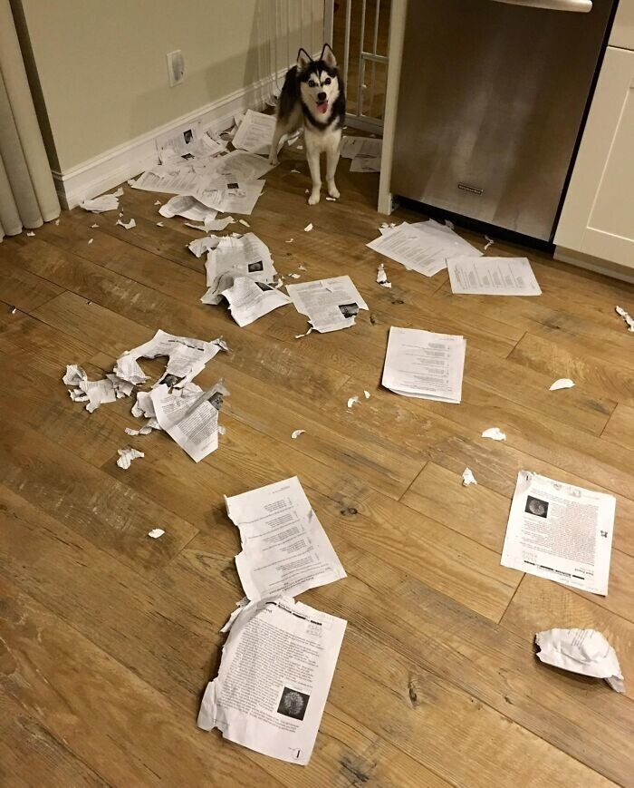 2. "Прости, класс, моя собака съела ваше домашнее задание"