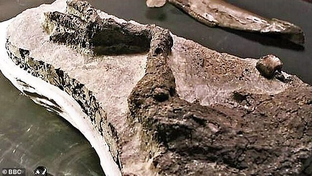 10. Палеонтологи нашли останки динозавра, который погиб в день падения на Землю астероида 66 млн лет назад