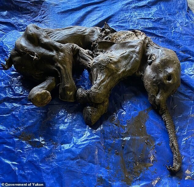4. В Канаде нашли "почти полную" мумию шерстистого мамонтенка