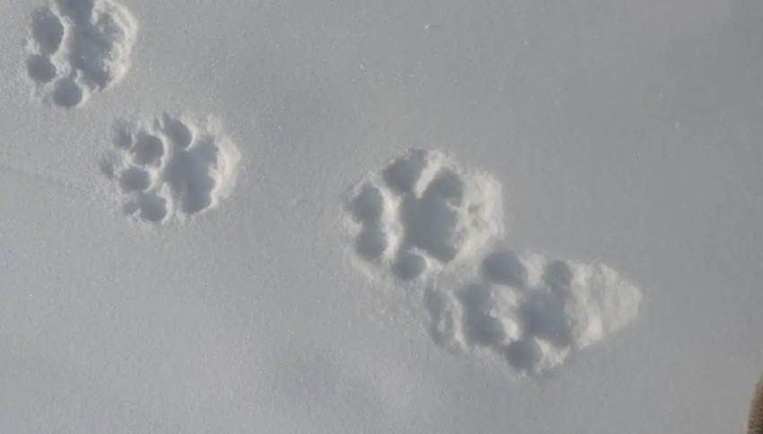 В заповеднике Тувы впервые за 20 лет обнаружили следы снежных барсов