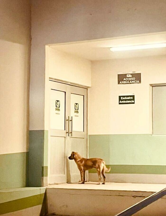 Вскоре мужчину перевели в центр помощи, а Паломо все это время ждал своего хозяина у входа в больницу, чтобы воссоединиться с ним.