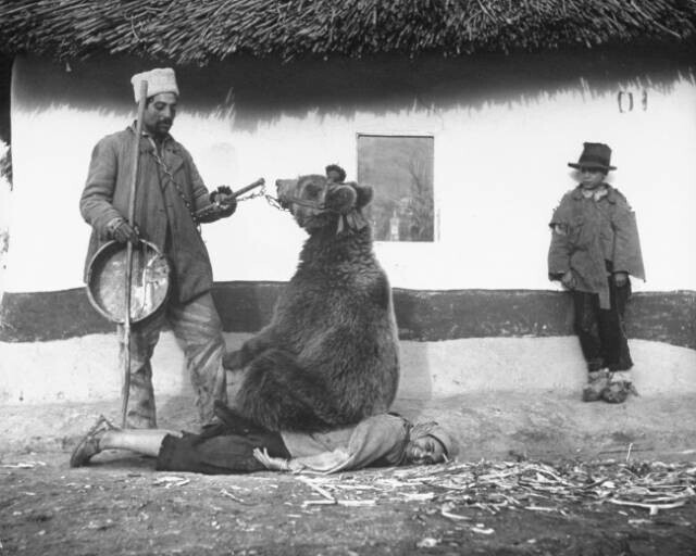 Использование медведя для лечения спины, Румыния, 1946 год