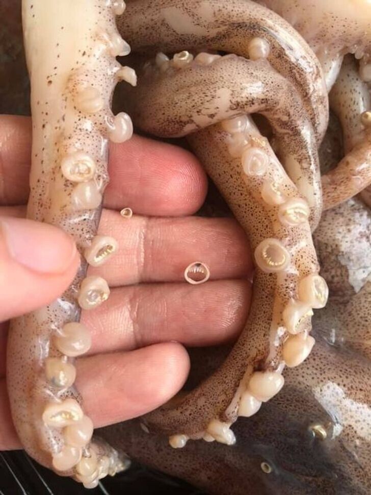 У кальмаров есть зубы в присосках