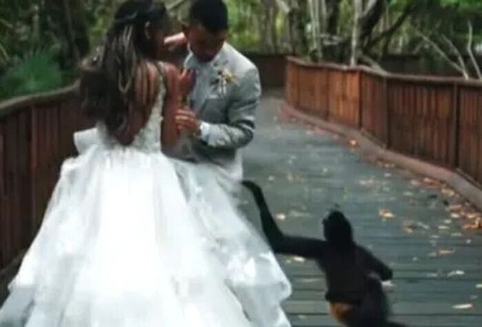 Обезьяна с детёнышем присоединились к молодожёнам в свадебном видео