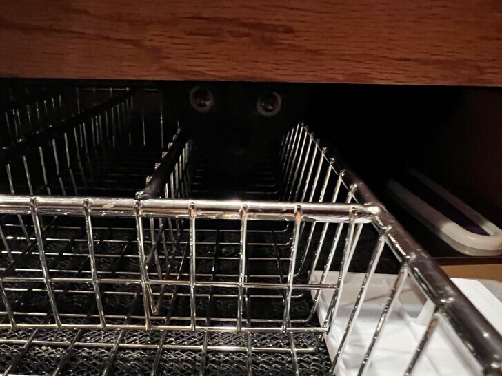 Всегда проверяйте посудомоечную машину перед запуском - вдруг там любопытные коты