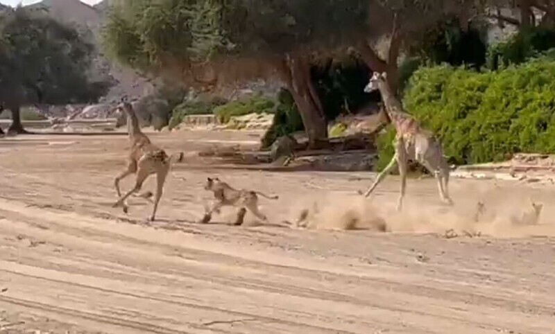 Волнительная сцена погони кровожадного льва за детёнышем жирафа