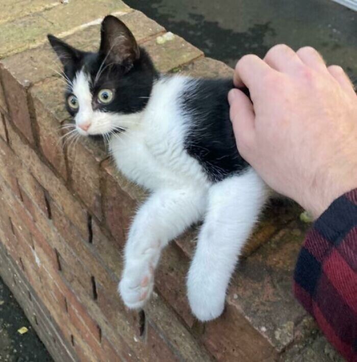 "Мы нашли этого котенка на улице, и не смогли оставить одного"