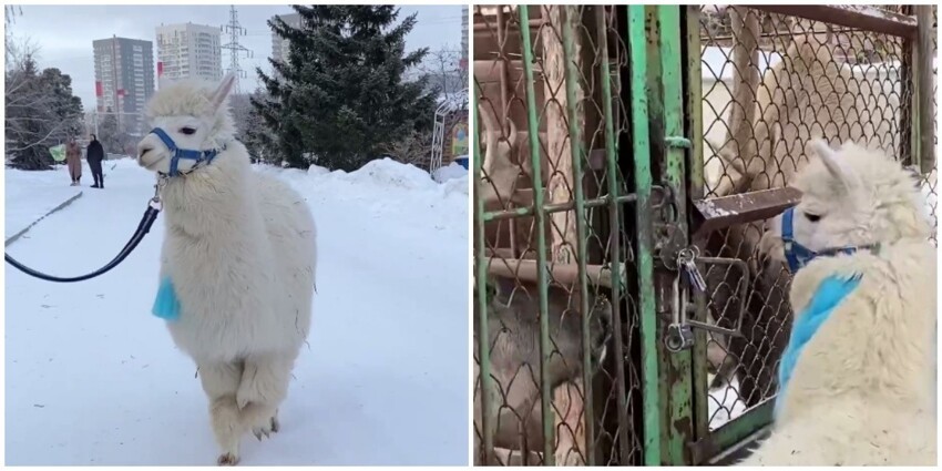 Альпака из челябинского зоопарка поздравила своих соседей с Новым годом