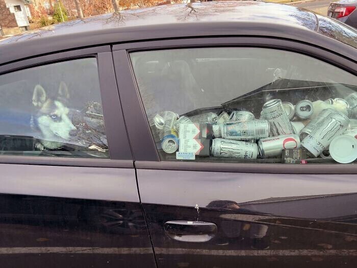 Пса оставили одного в машине с кучей мусора