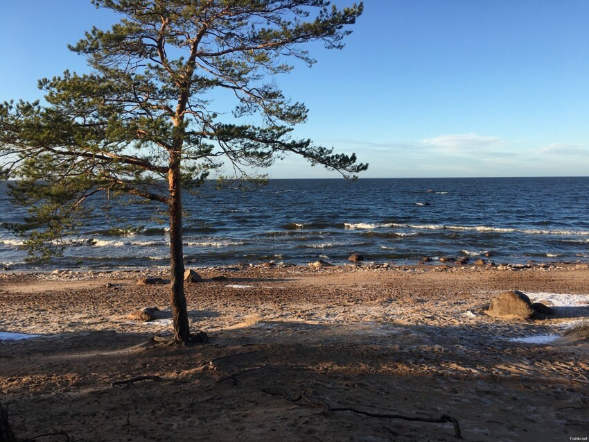 Берег Финского залива второго января