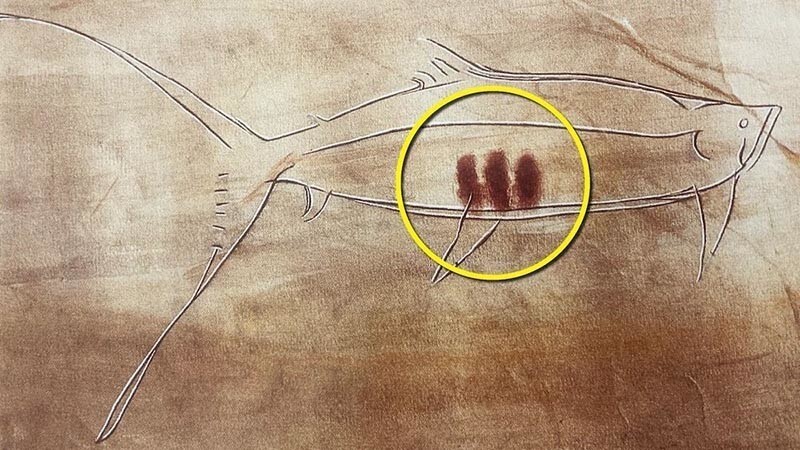 На этом изображении выгравированного лосося возрастом 17 тыс. лет из пещеры Пиндаль в Астурии, Испания, внутри расположены три линии