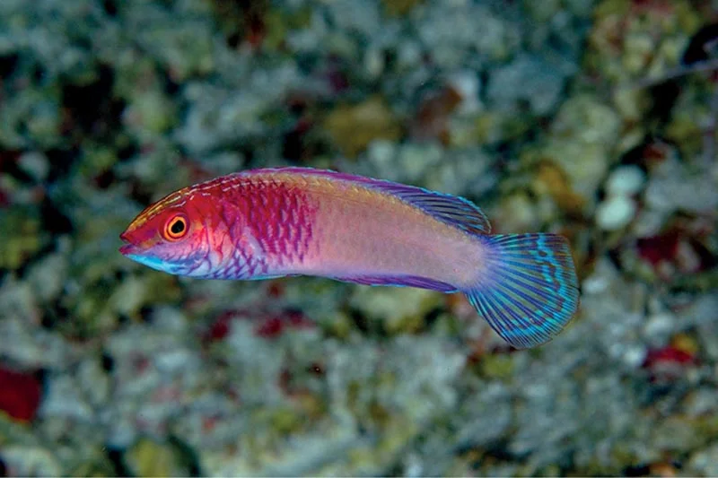 Эта радужная рыбка рождается самкой и с возрастом становится самцом