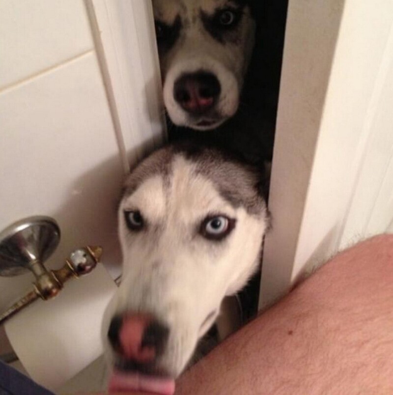 Собаки готовы сопровождать тебя повсюду и не отпускают даже в туалет