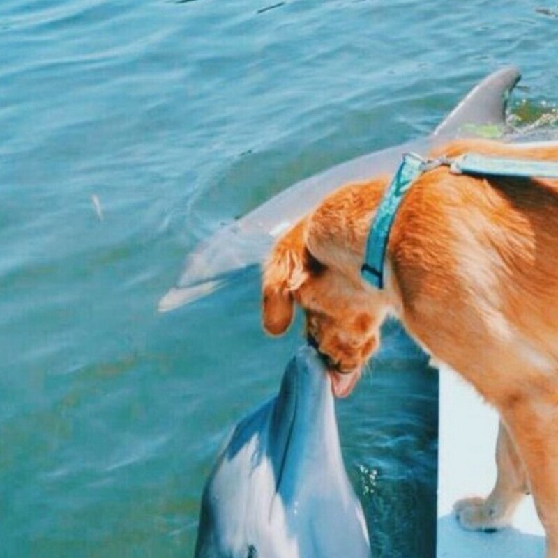 Собаки точно знают, что такое дружба, даже если ты дельфин