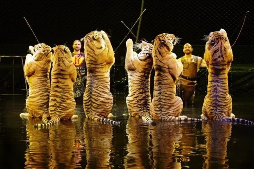 Две тигрицы жёстко подрались во время циркового выступления в Кисловодске