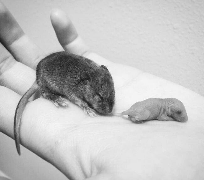 11-дневная мышь и новорожденная