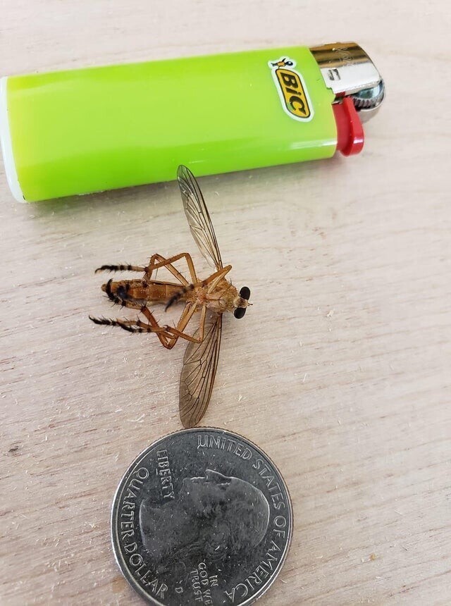 Гигантский комар с Миссисипи