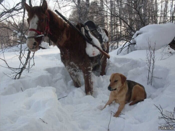 Солянка