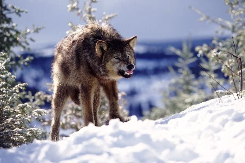 «Санитар леса»: почему волки важны для экосистемы