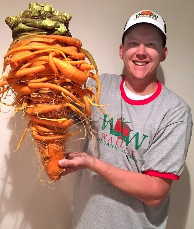 Самая тяжелая морковь в мире  весит почти десять килограмм