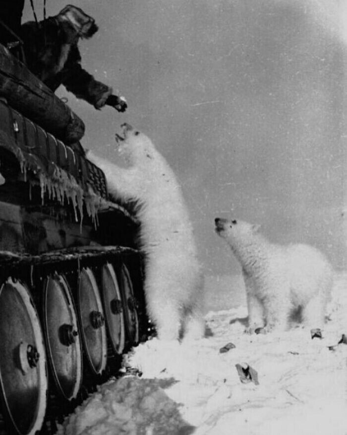 Белых медведей кормят сгущёнкой из танка. Чукотский полуостров, 1950 год
