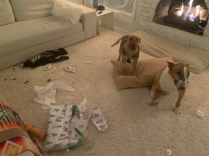 "Мои собаки успели развернуть рождественские подарки раньше меня"