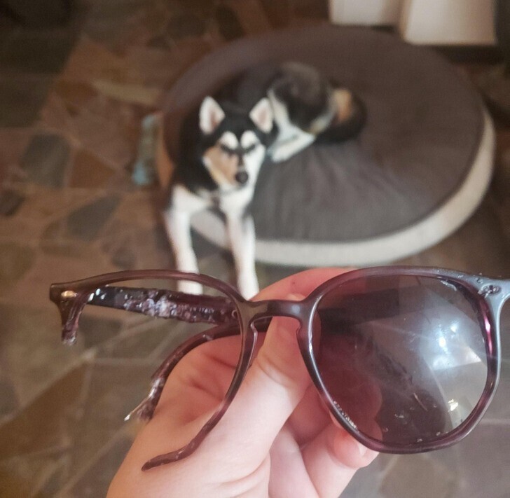 "До вчерашнего для я больше всего на свете я любила свою собаку и свои единственные брендовые очки"